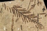 Metasequoia Fossil Plate - Cache Creek, BC #110891-1